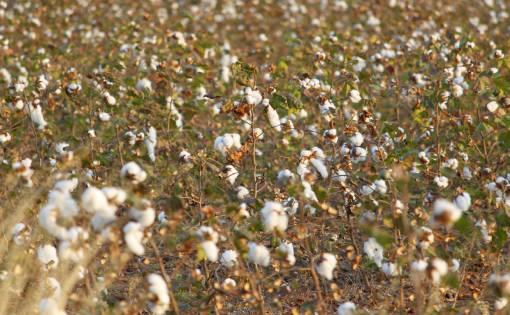 Effect of environmental conditions on the cotton fabric in Egypt